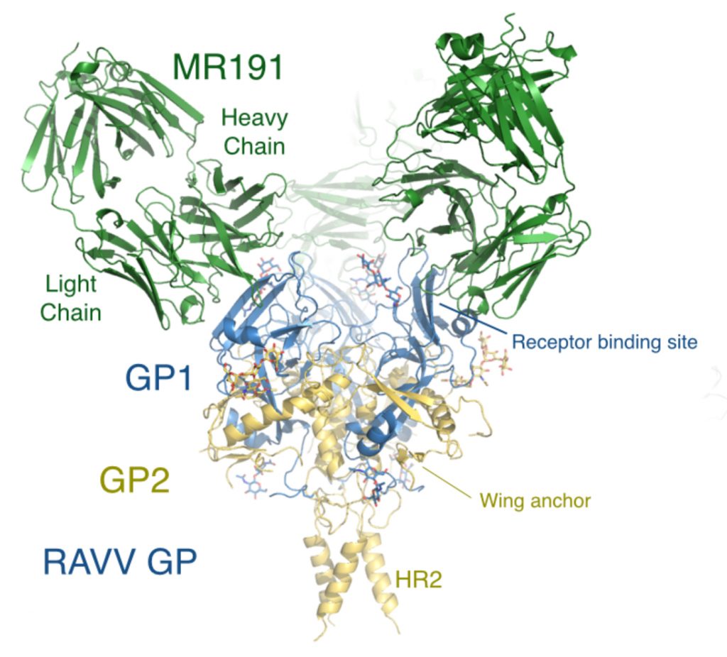 An antibody called MR191 can neutralize the deadly Marburg virus (Image courtesy Ollmann Saphire Lab)