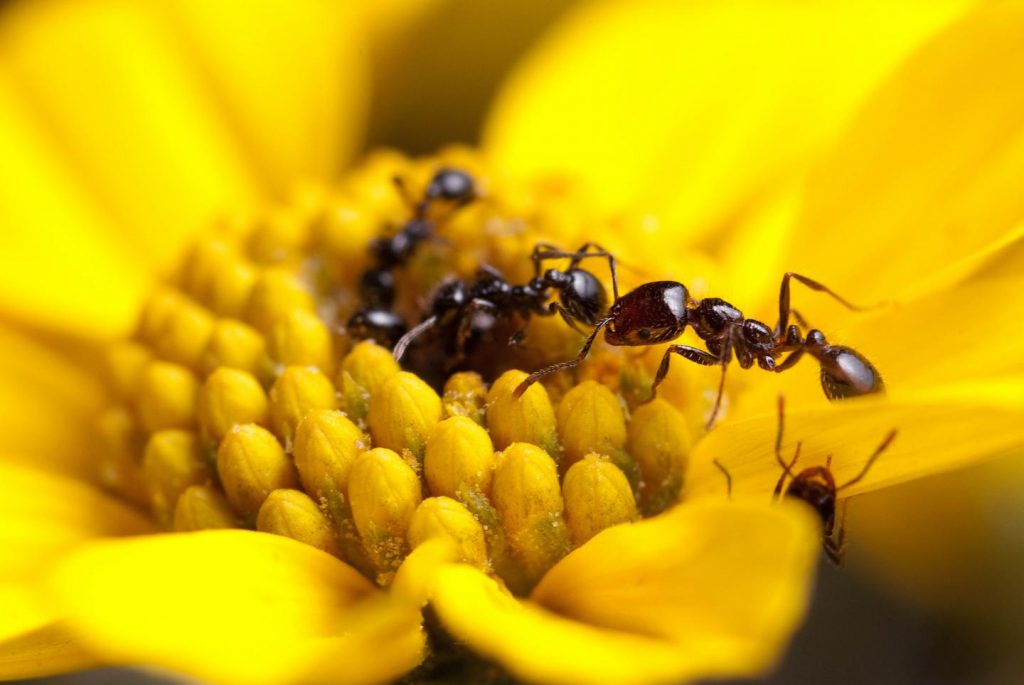 This image shows foragers of the desert fire ant, Solenopsis xyloni, collecting flower nectar. A recent article by Penick, et al., found that ants in this genus produce some of the strongest antimicrobials measured in social insects. But contrary to popular theory, not all ants seem to invest in potent antimicrobials. Image/Clint Penick