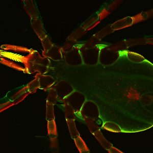 Ixodes scapularis ticks transmit the pathogens of Lyme disease, resulting a multisystem illness in a variety of animals and humans. The image shows bottom side a live Ixodes tick as seen under a confocal immunofluorescence microscope. Image/Dr. Utpal Pal, University of Maryland