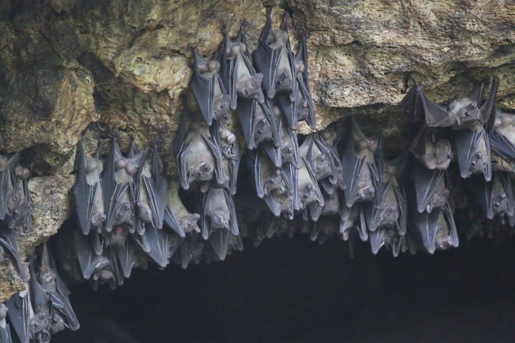 Egyptian rousette bats (Rousettus aegyptiacus), such as those photographed here in 2017 at Python Cave, Uganda, have been identified as the natural reservoir for Marburg virus, the first known filovirus and close relative of Ebola virus. Python cave was the site of two known spillover events to humans, one fatal, in 2007 and 2008. Image/Dr. Jonathan Towner, Centers for Disease Control and Prevention