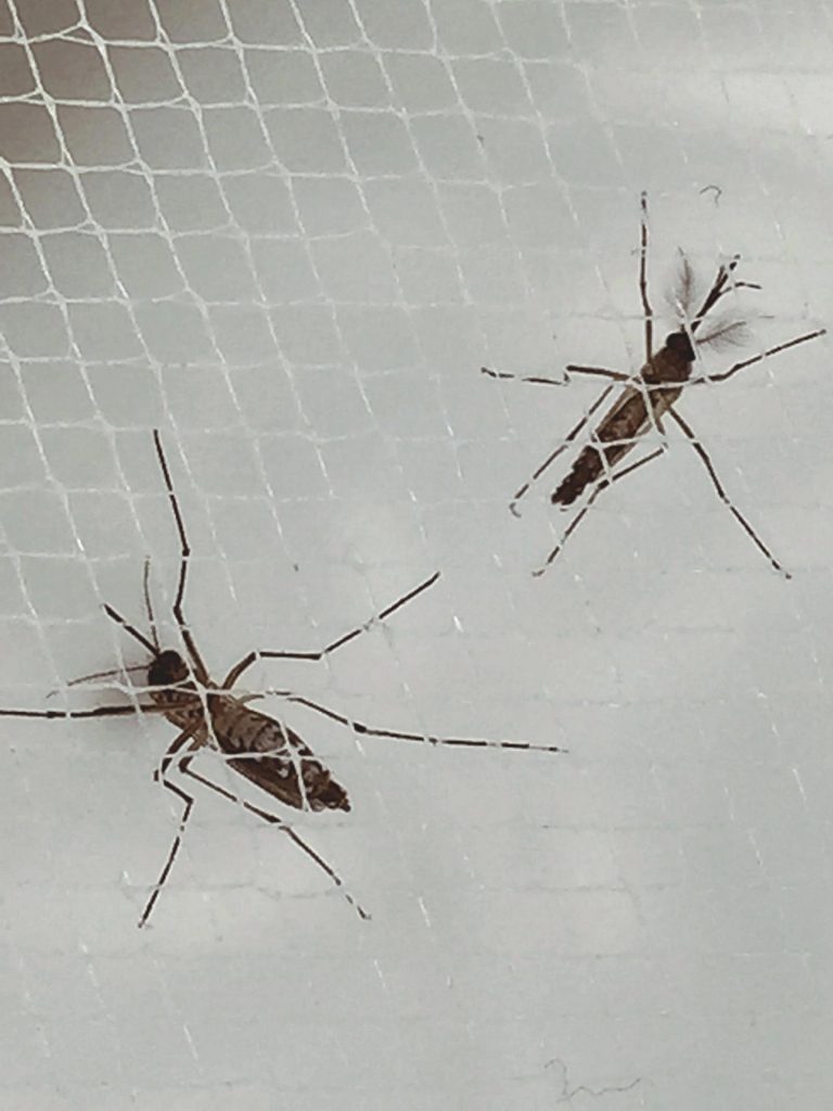 This is an image of female (left) and male (right) Aedes aegypti mosquitoes. Female A. aegypti mosquitoes can carry chikungunya virus. Image/NIAID