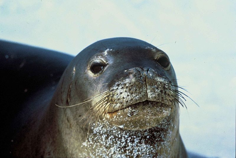 Hawaiian monk seal Image/U.S. Fish and Wildlife Service