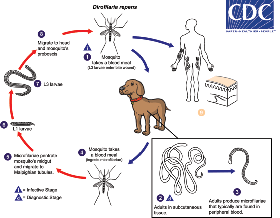 Dirofilaria repenslife cycle/CDC