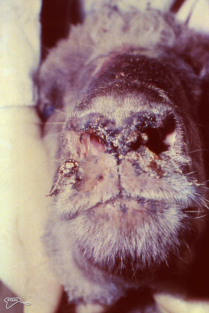  this photograph depicted encrustations on the muzzle and around the nares of an ovine ill with Rift Valley fever (RVF). Image/CDC
