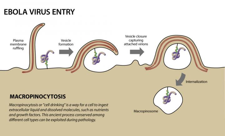 Illustration of Ebola virus entry Image/Texas Biomedical Research Institute