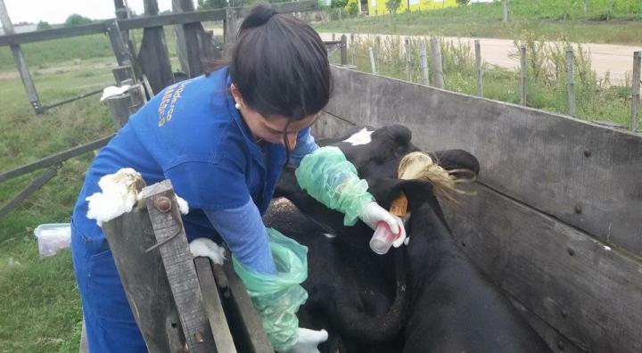 One of the veterinarians, co-author of the article, was photographed while obtaining urine and blood samples from cattle in a farm in Uruguay. Such samples allowed for serologic characterization of animals, and eventual isolation/typing of Leptospira spp. strains. Image/Buschiazzo, et al. (2018)
