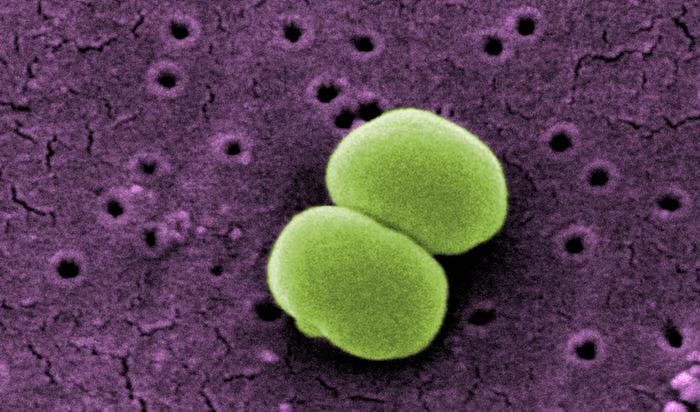 Staphylococcus epidermidis/CDC
