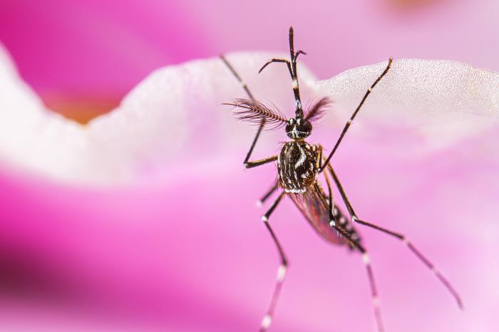 Costa Rica ve circulación autóctona simultánea de los cuatro serotipos de dengue en el país por primera vez