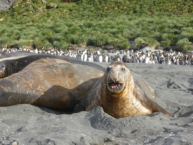 Argentina: H5 avian influenza detected for the first time in elephant seals